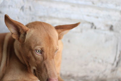 Close-up portrait of dog standing against blurred background