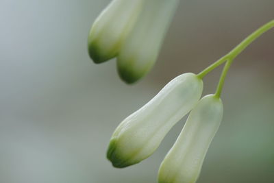 Close-up of white flower buds
