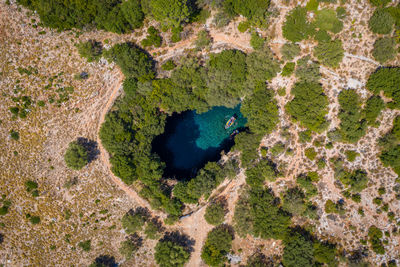 High angle view of a reptile on landscape