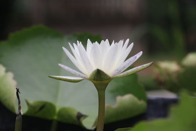 Close-up of white flowering plant