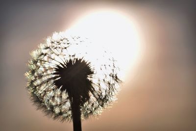 Low angle view of dandelion flower against sky