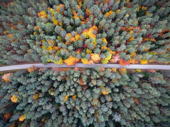 Close-up of autumn leaves on tree