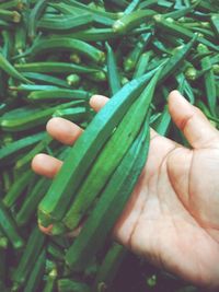 Close-up of hand holding vegetables