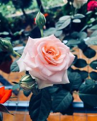 Close-up of rose roses