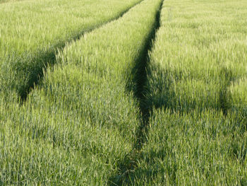 Crops growing on field