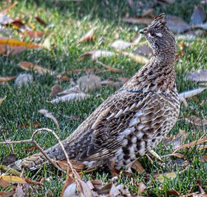 Close-up of bird on field