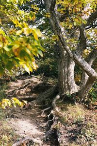 tree