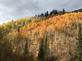 Scenic view of forest against sky during autumn