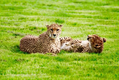 Leopards relaxing on grass