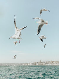 Seagulls flying over sea against clear sky