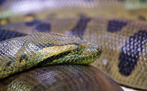 Close-up of lizard