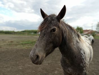 Close-up of a horse