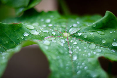 Close-up of raindrops on leaves