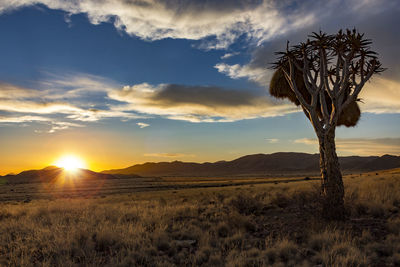 Scenic view of field against sky during sunset