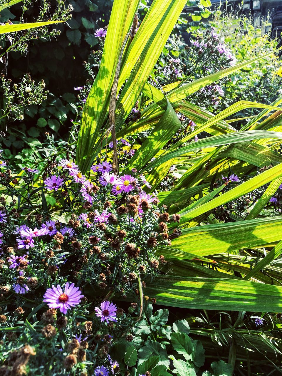PINK FLOWER GROWING IN GARDEN