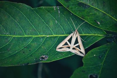 Close-up of insect on leaf