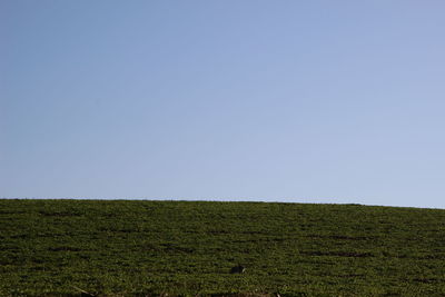 Scenic view of field against clear sky