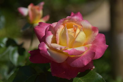 Close-up of pink rose