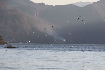 Birds flying over lake against sky