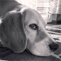 Close-up of dog relaxing at home