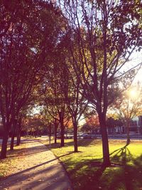 Footpath in park