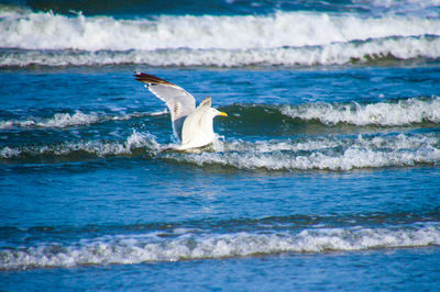 View of bird in sea