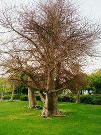 Trees in park