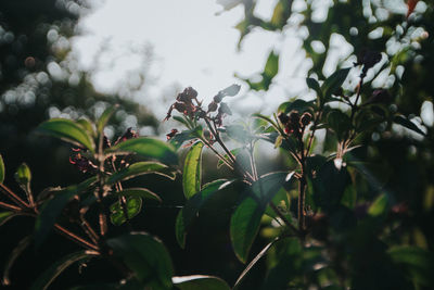 Close-up of flowering plants against trees