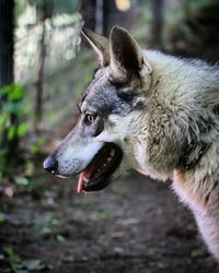 Close-up of dog