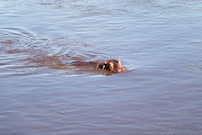 High angle view of dog swimming in water