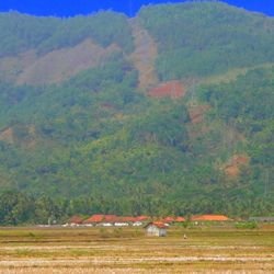 Scenic view of agricultural field