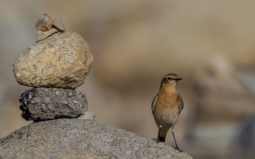 Close-up of bird perching on rock