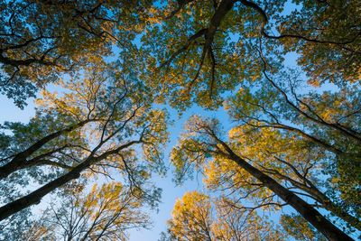 Low angle view of trees against sky during autumn