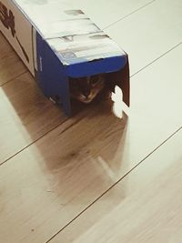 High angle view of cat sitting on wooden floor