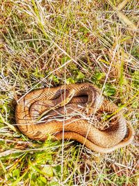 High angle view of lizard on land