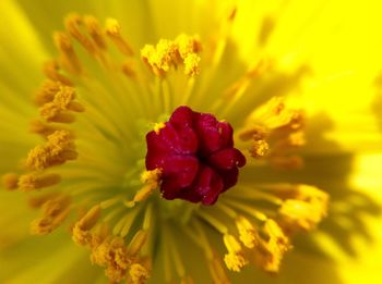 Extreme close up of red flower