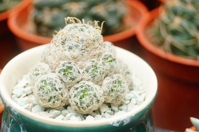 High angle view of succulent plant in bowl