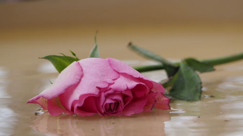 Close-up of pink rose flower