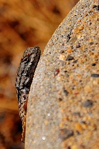 Close-up of lizard