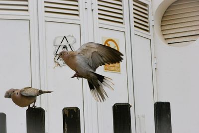 Birds against door