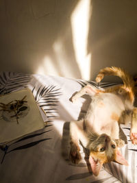 High angle view of cats at home