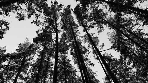 Low angle view of trees in forest against sky