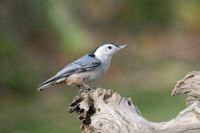 Close-up of bird perching on wood