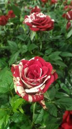 Close-up of red rose blooming outdoors