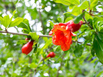 Low angle view of red hibiscus growing on tree