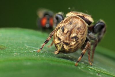 Close-up of insect on leaf