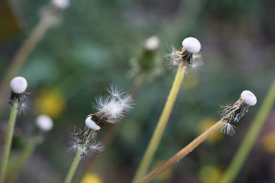 Close-up of dandelion on plant