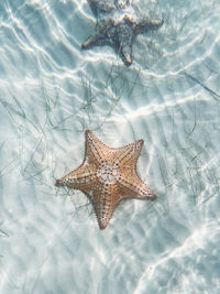 Starfish in sea