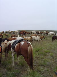 Horses grazing on field against sky