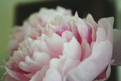 Close-up of pink roses